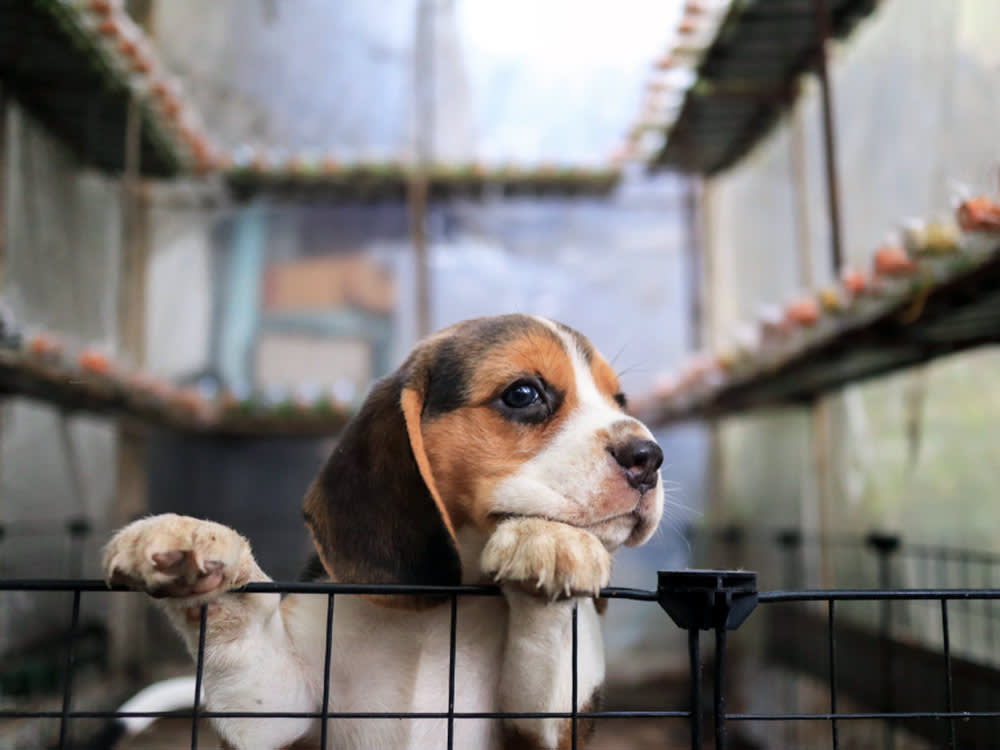 Beagle puppy in a cage.