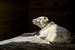 a picture of an old dog lying in a patch of sunlight