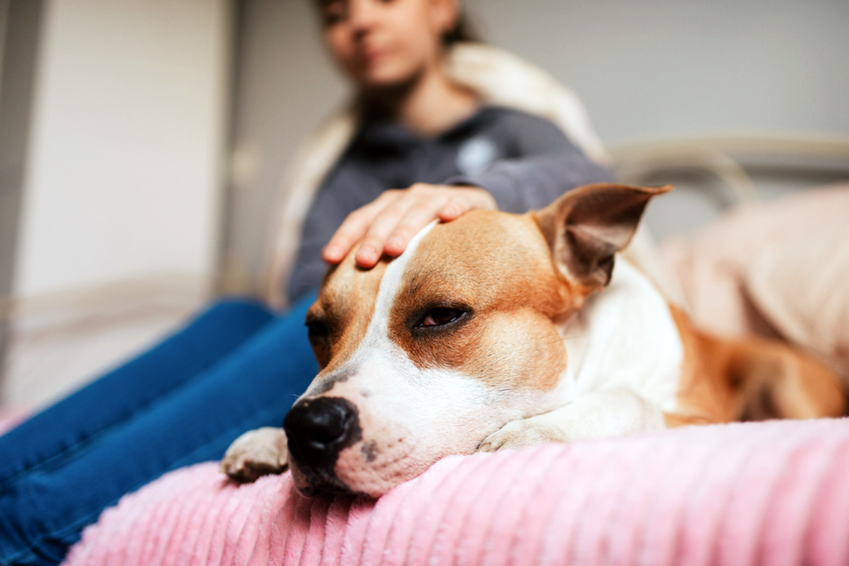 Person petting a sad looking dog