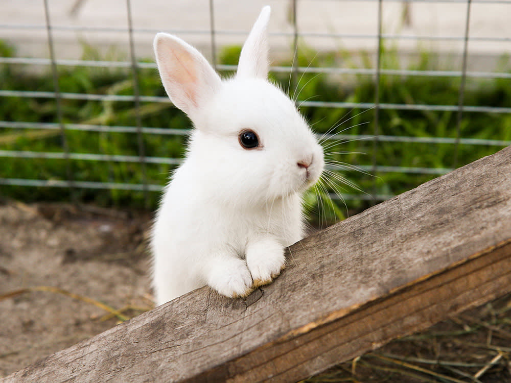 A cute white bunny perching itself up in a pen outside. 