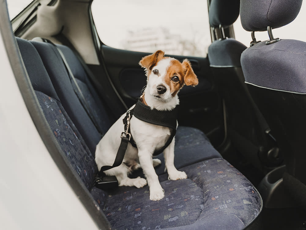 Dog seat-belted in a car