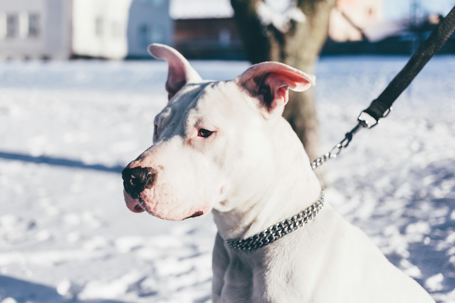 a white powerful dog on a lead in a snowy area