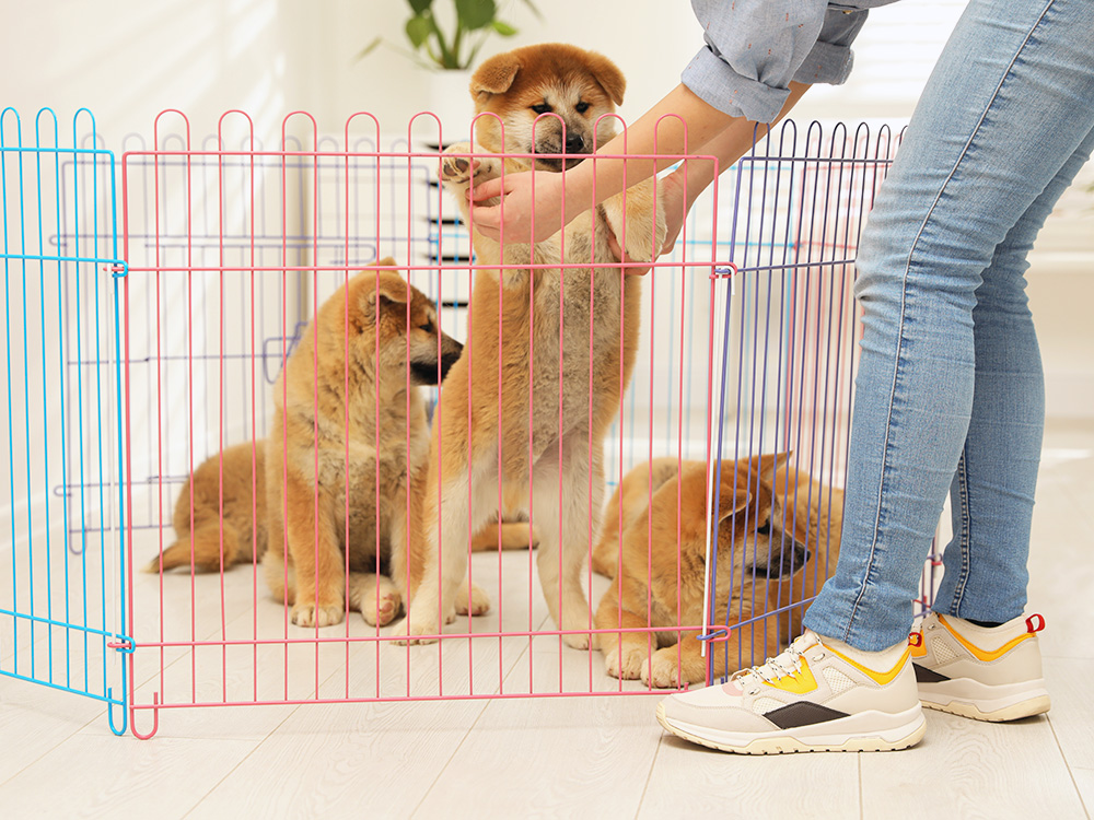 Woman putting puppies in a pen at home.