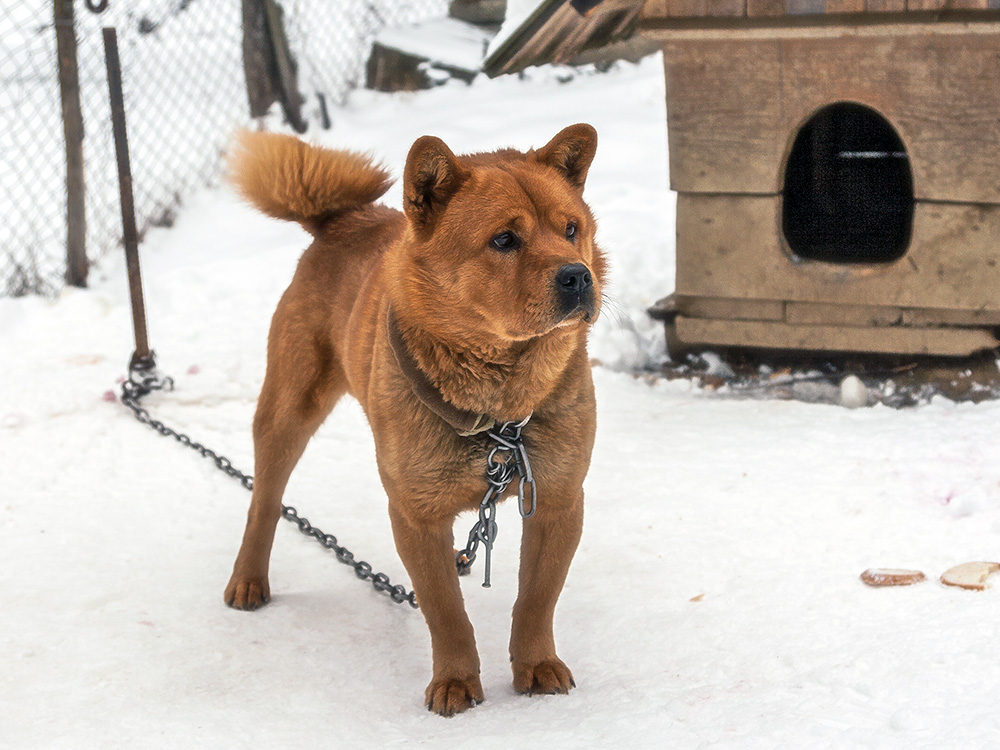 Dog outside in the snow, chained up.