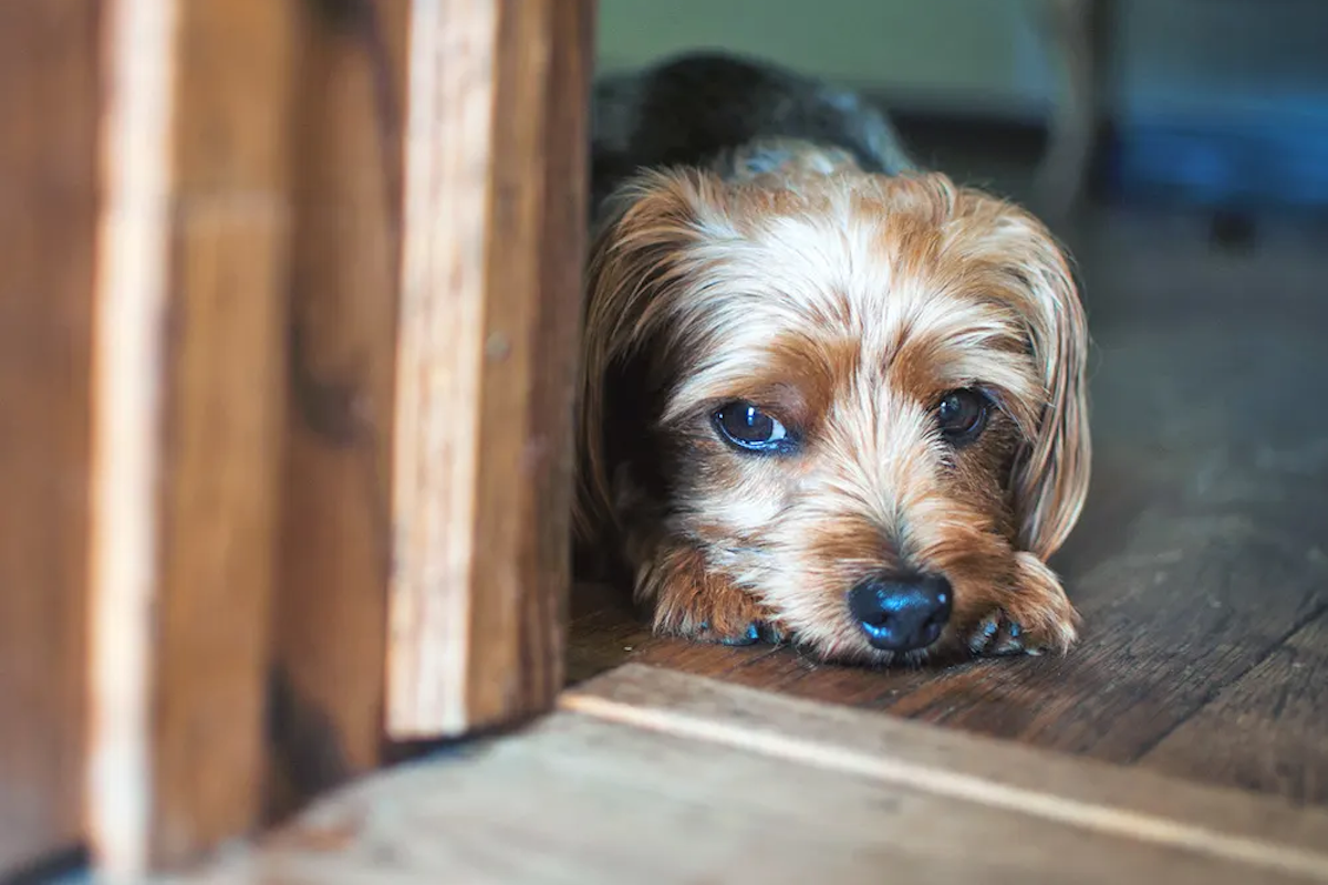 Anxious dog