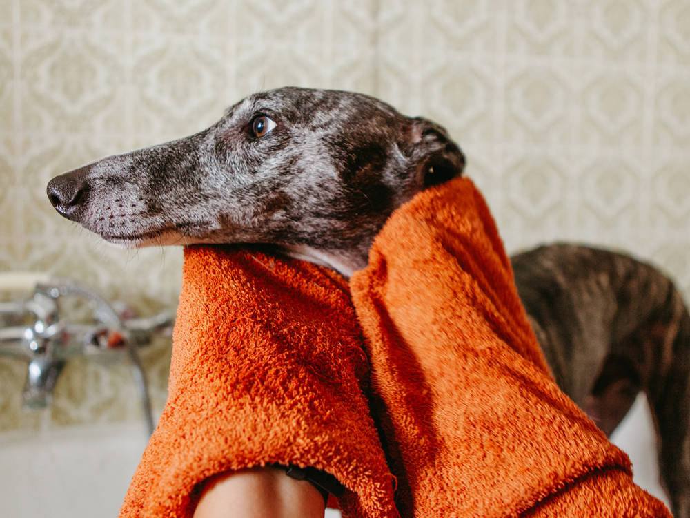 greyhound dog being washed in tub