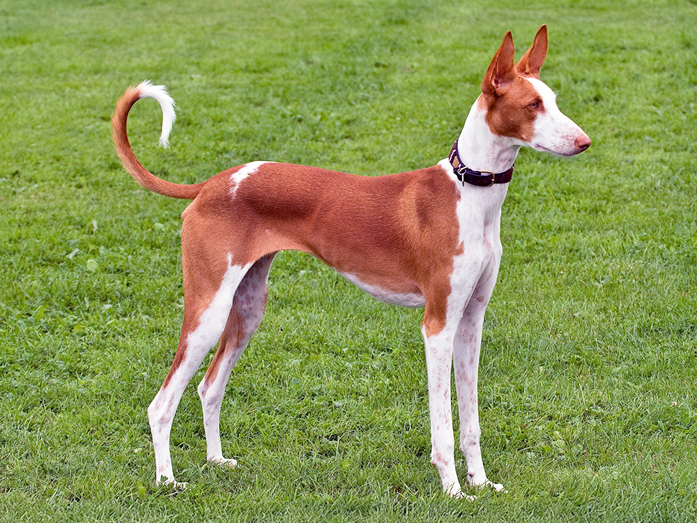 A long-legged orange dog stands on grass.