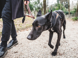 Shy black dog walking with owner at the park.