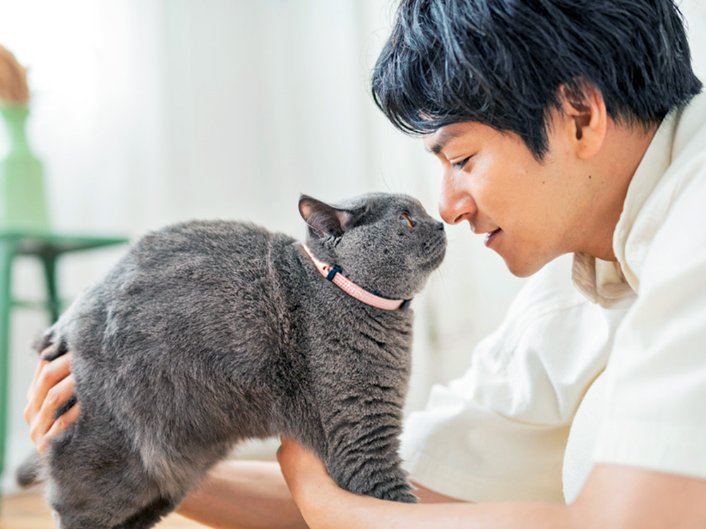 Man trying to pet his gray cat at home.