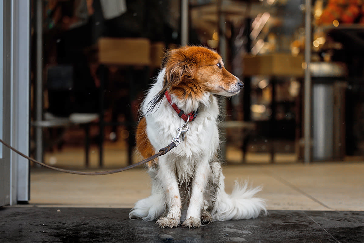 Dog on a leash outside
