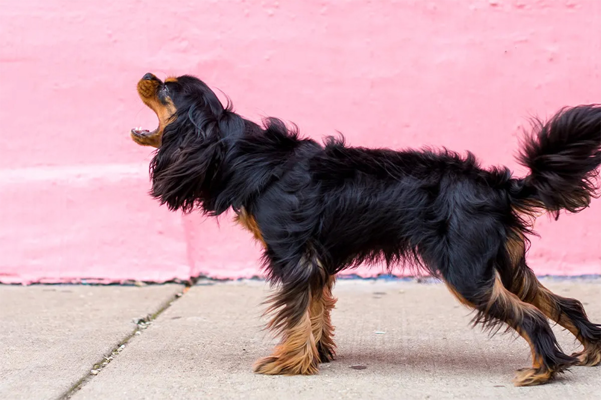 A dog pulls at a leash in front of a pink wall.