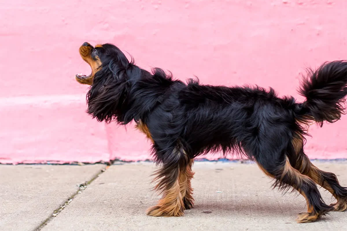 A dog pulls at a leash in front of a pink wall.