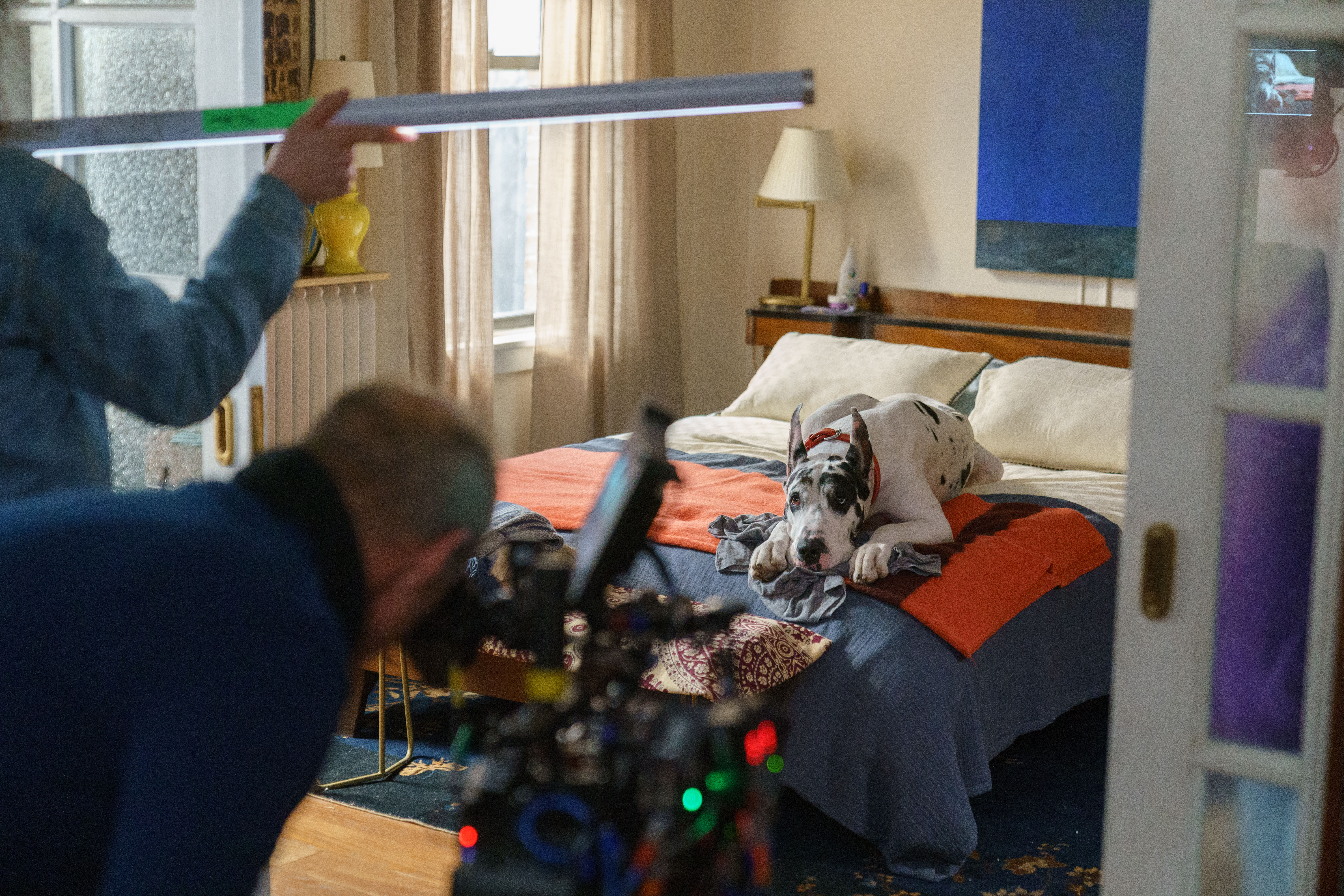 Bing rests with his paws on the bed during filming of The Friend