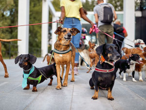 A group of dogs on leashes going for a walk outside with a dog-walker. 