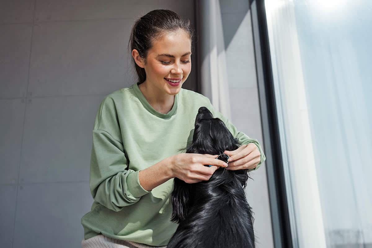 woman putting collar on dog