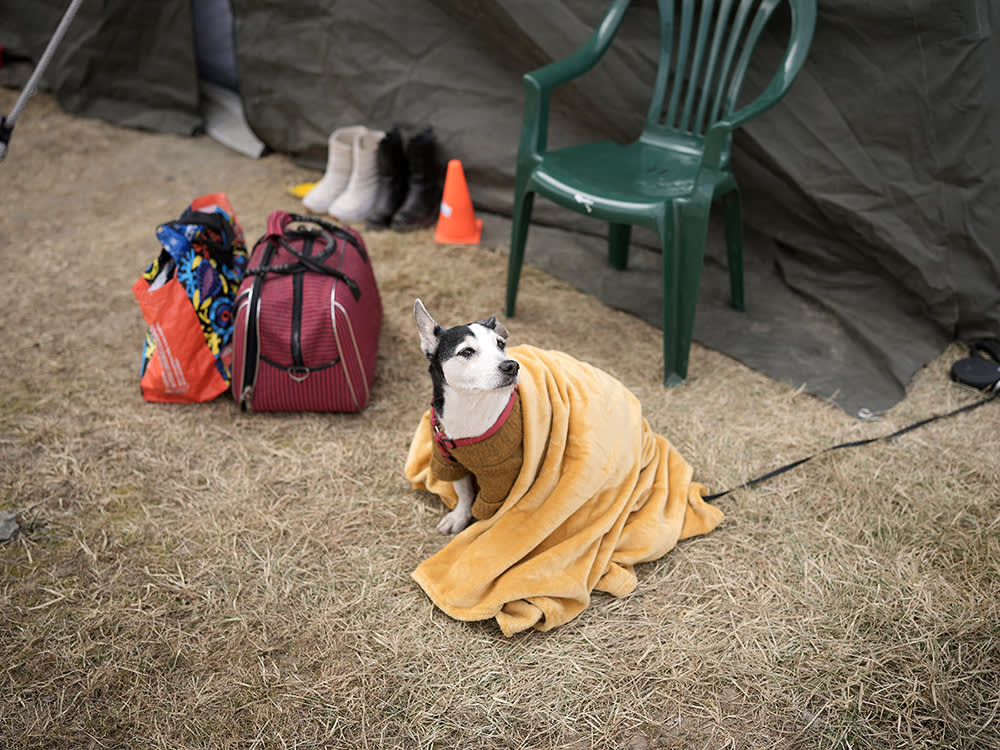 a dog beside luggage wears a yellow blanket
