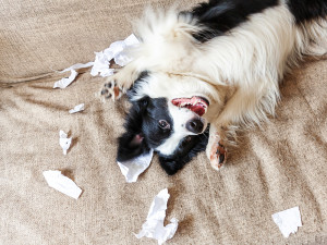 Puppy laying in torn up paper on the couch