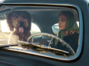 Brie Larson and the dog in Lessons in Chemistry 
