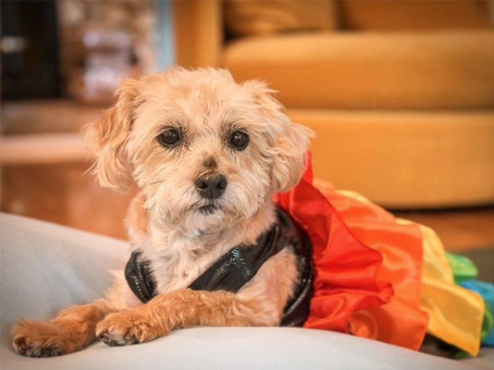 cute terrier in pride outfit