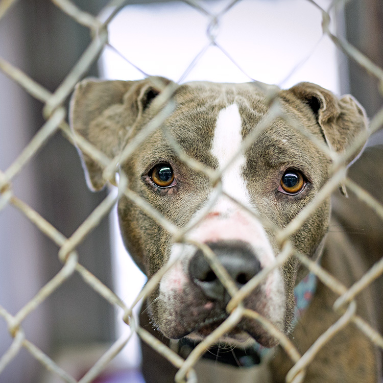 Sad Pit Bull dog behind metal fence.
