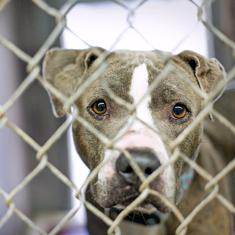 Sad Pit Bull dog behind metal fence.