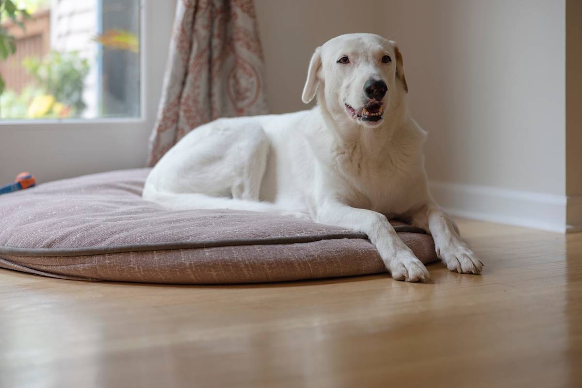 a picture of a golden retriever lying on a dog bed