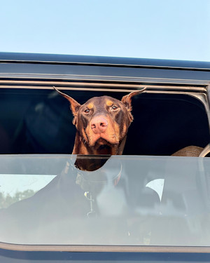 doberman dog sticking head out the window of a car