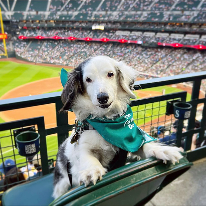 a black and white dog at Bark at the Park
