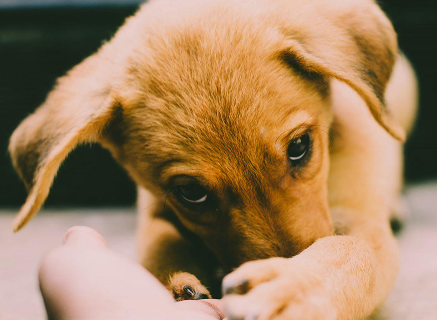 dog holding a human hand and looking at the camera