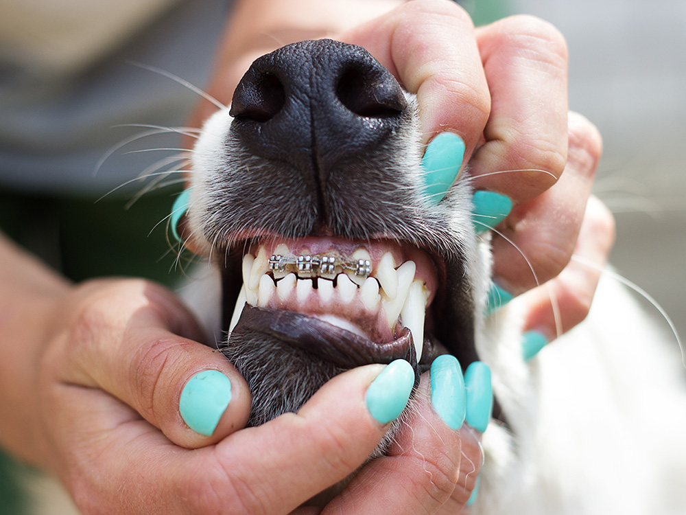 Canine Orthodontics: Braces For Dogs · The Wildest