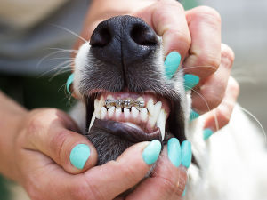 A person holding a dogs mouth open showing its braces. 