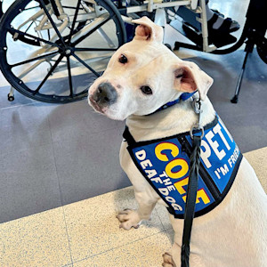 Cole, a white deaf Pit Bull service dog