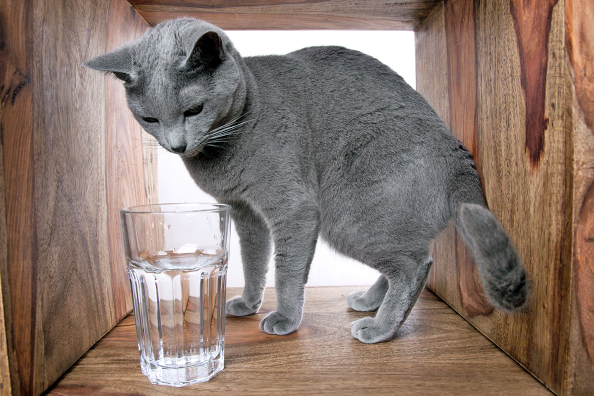 Cat looking at water