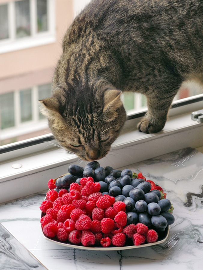 Gray cat sniffs ripe grapes, raspberries and strawberries on plate.