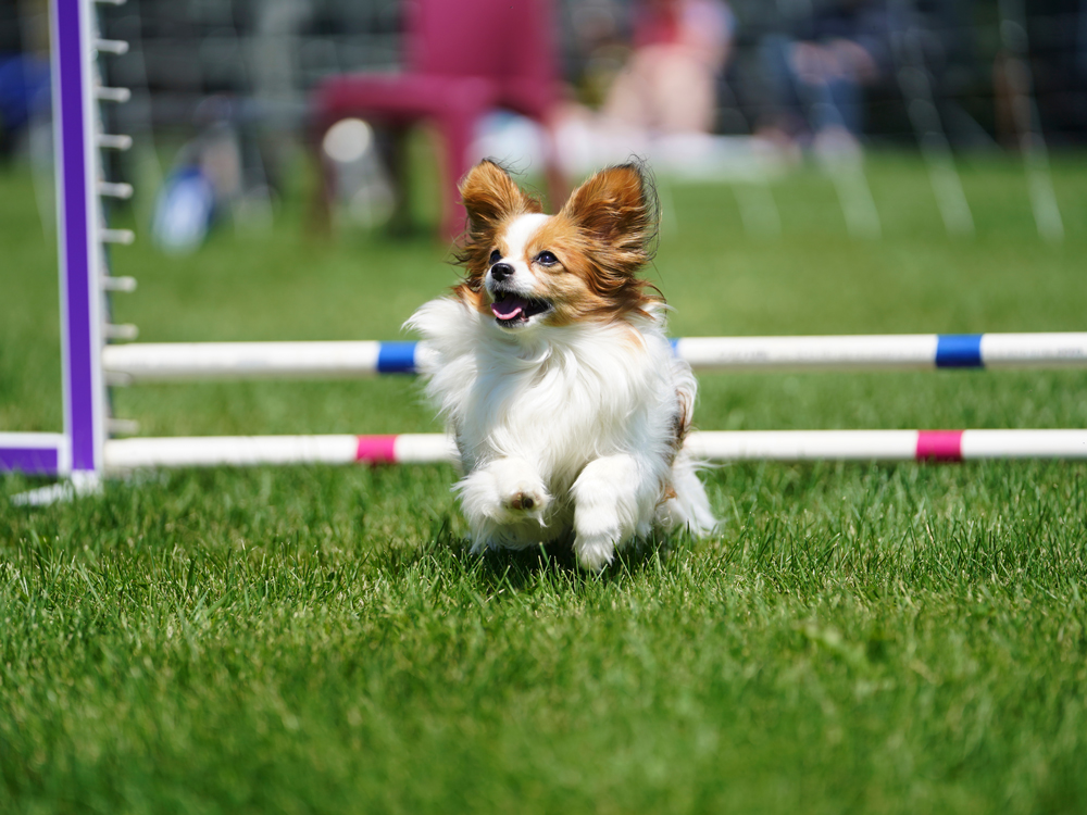 Easiest to train outlet small dogs