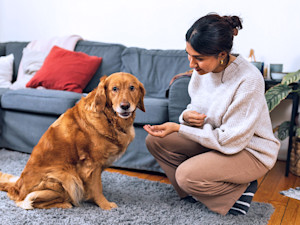 Woman giving her golden retriever dog a treat at home.