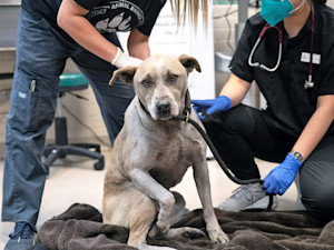 Pasadena Humane has taken in almost 800 animals from the Eaton Fire Emergency.