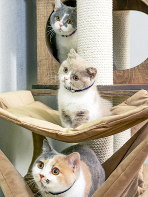 Three cats sitting in a cat tree at home.
