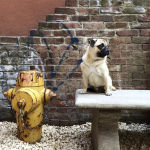 A pug sitting on a bench outside next to a fire hydrant. 