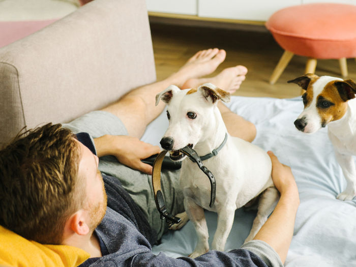 A small white Terrier mixed breed dog sitting on the couch with its collar in its mouth looking at its pet parent, a brunette man relaxing on the couch while another dog looks on form the side