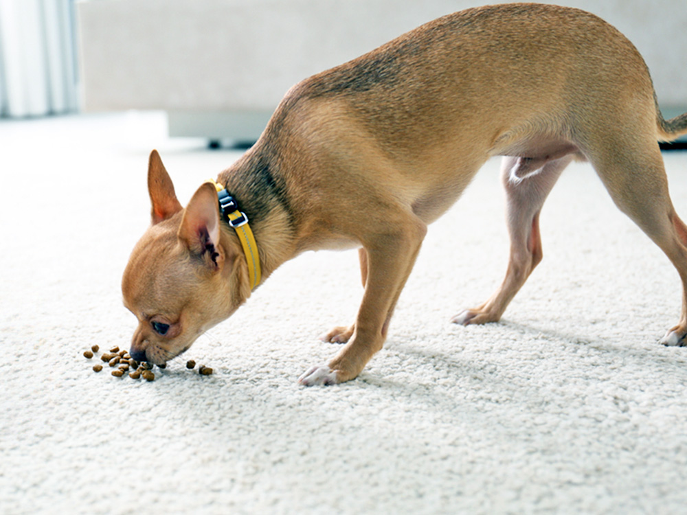 Brown Chihuahua eating kibble off the carpet.