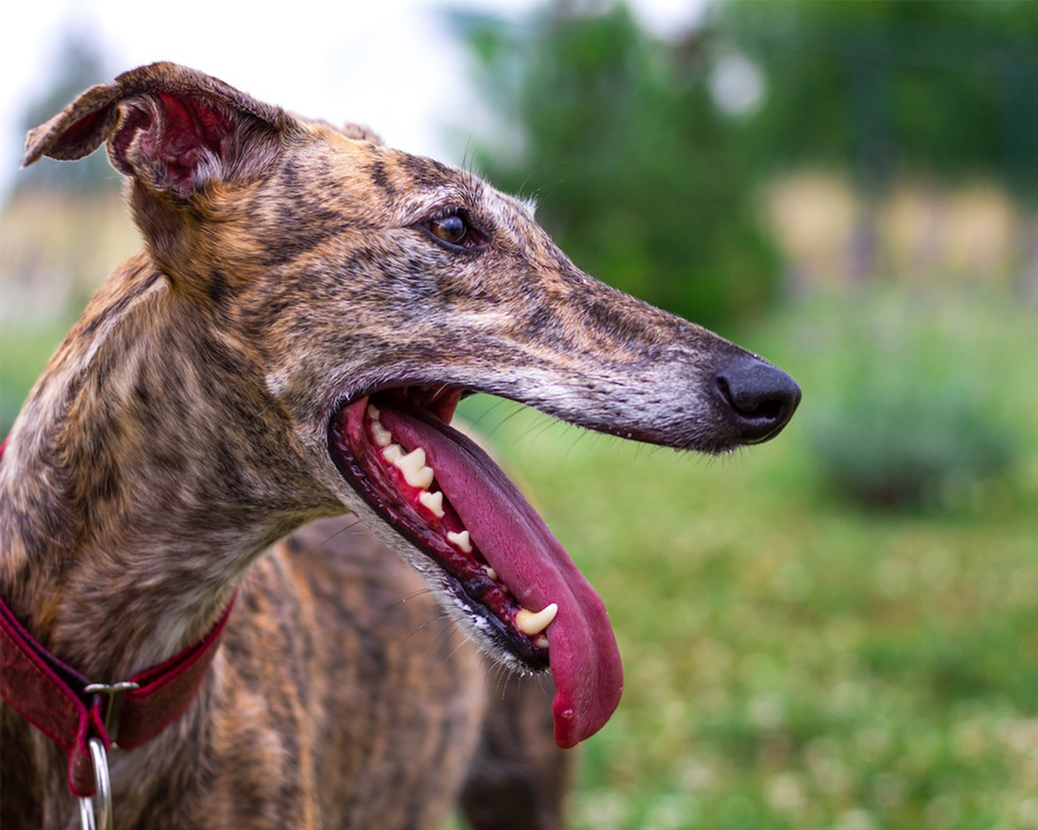 a picture of a speckled greyhound with their mouth open and their tongue hanging out