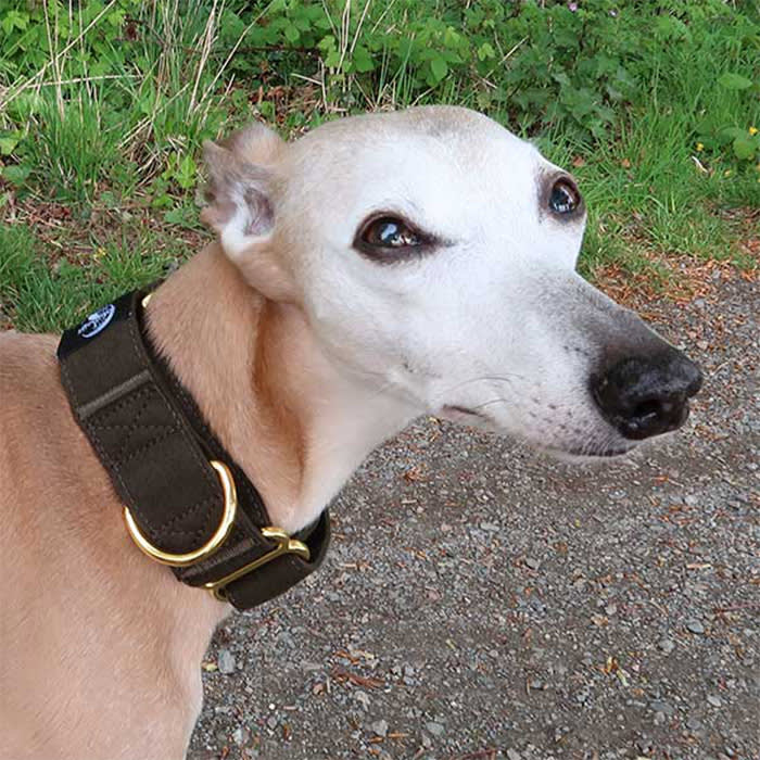 Martingale Collars - Soft with Brass Fittings in Olive
