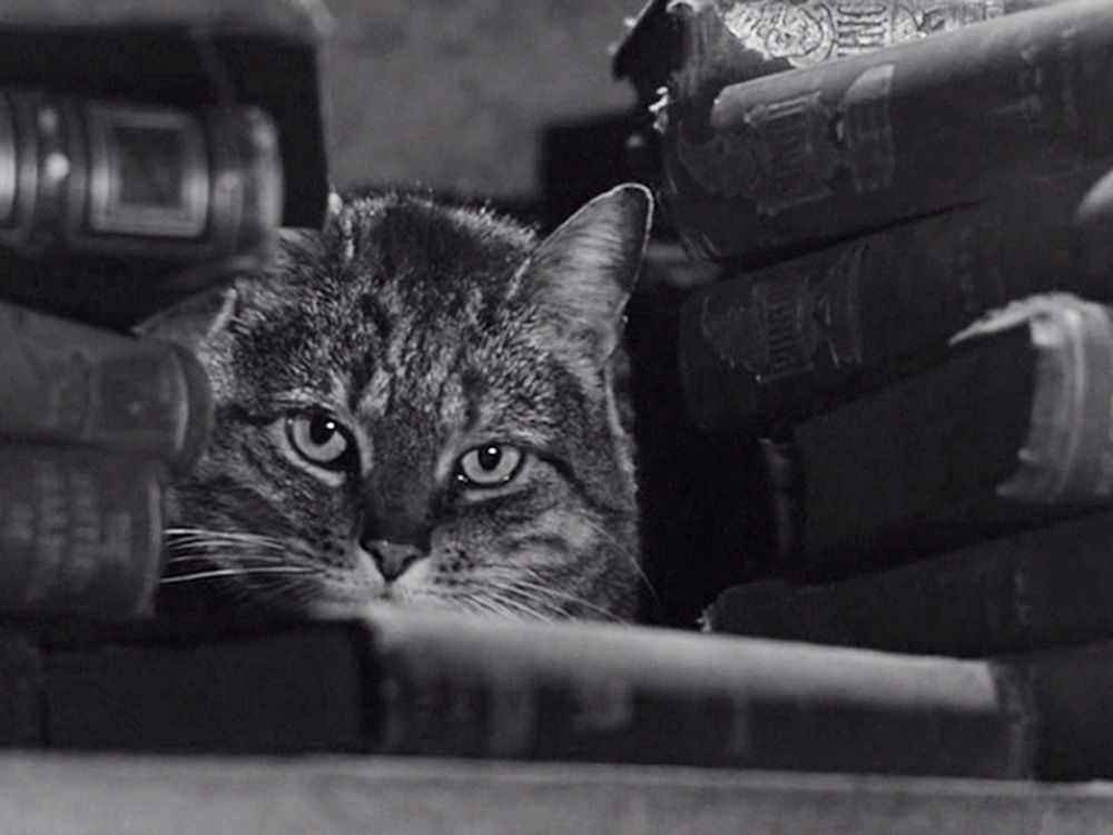 a cat in The Shadow of the Cat