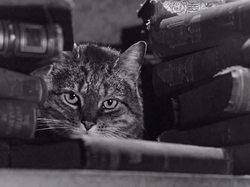 a cat in The Shadow of the Cat