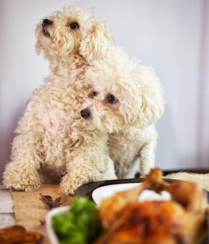 Two white dogs looking at roast dinner