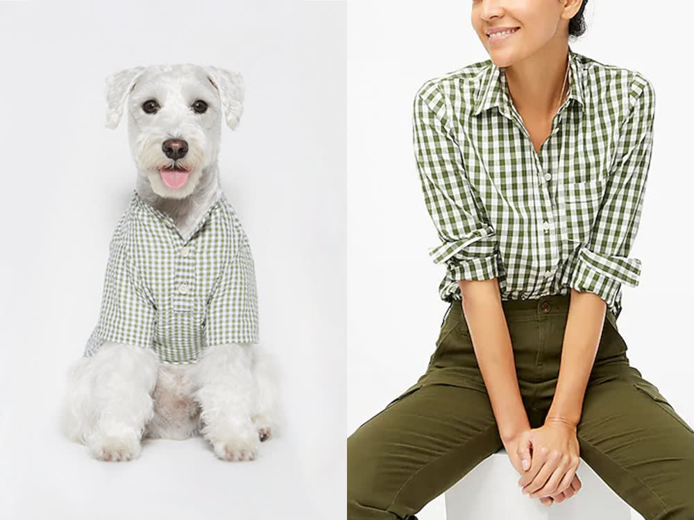 matching dog and owner tops - a white dog in a checkered green button up a woman in a checkered green button up
