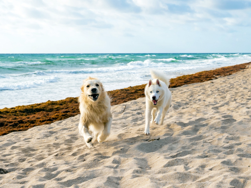 Two dogs running down the beach outside.