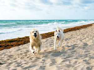 Two dogs running down the beach outside.