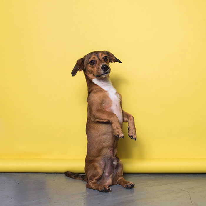 a small dog stands on their hind legs in front of a yellow backdrop